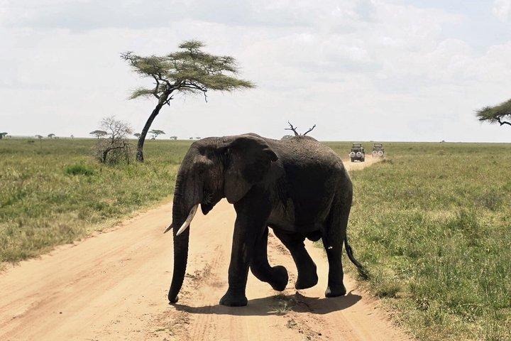 Day Trip to Tarangire National Park Wildlife Safari Adventure