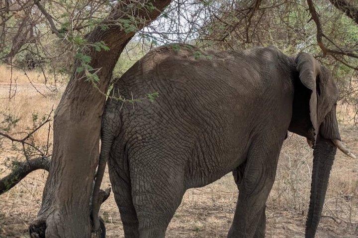 Day Trip to Tarangire National Park Wildlife Safari Adventure