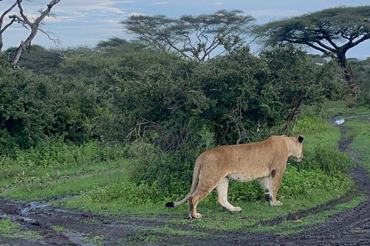1 Day Ngorongoro Crater Safari Tour from Arusha