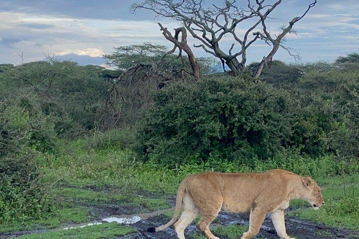 1 Day Ngorongoro Crater Safari Tour from Arusha