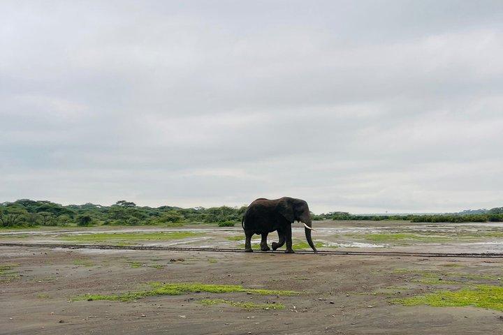 1 Day Ngorongoro Crater Safari Tour from Arusha