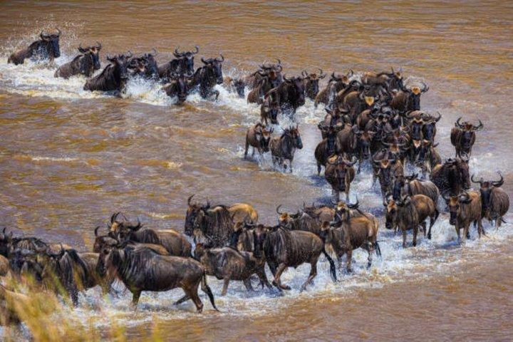 7 Days Group Safari to Mara, Nakuru, Hell's Gate & Amboseli Parks