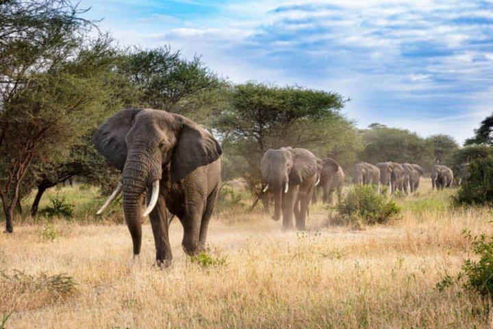 7 Days Group Safari to Mara, Nakuru, Hell's Gate & Amboseli Parks