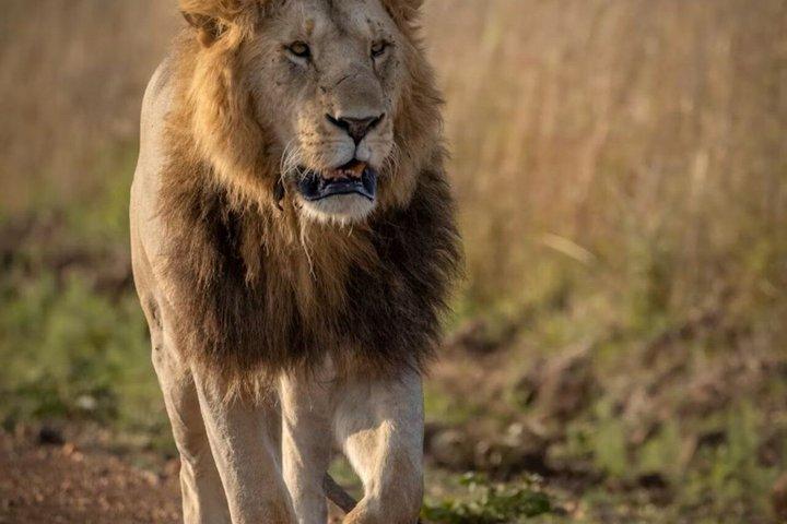 7 Days Group Safari to Mara, Nakuru, Hell's Gate & Amboseli Parks