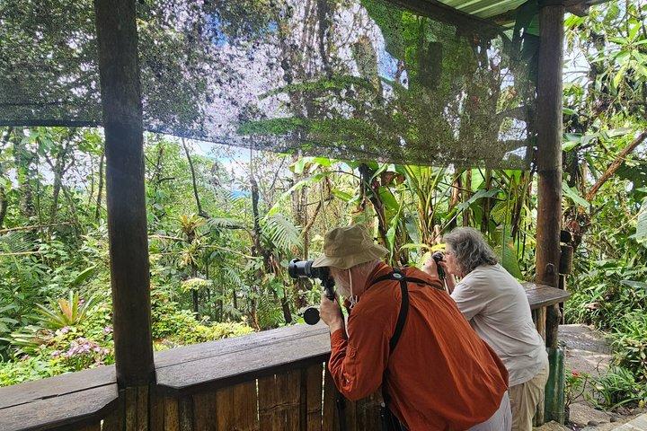 Mindo Cloud Forest: Hummingbirds, Birds & Waterfalls Tour