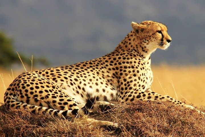 Half Day Tour Nairobi National Park With 4*4 Vehicle