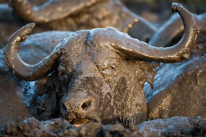 8 Days Uganda Safari including Chimpanzees and Gorillas