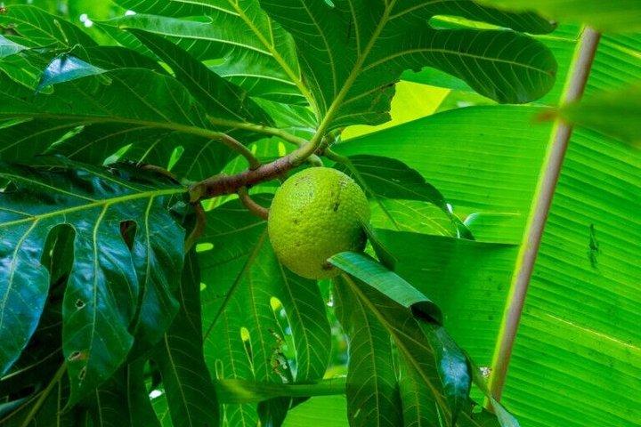 Zanzibar Spice Farm and Swahili Lunch and Stone Town Tour