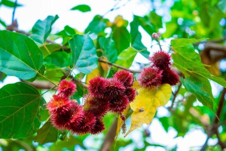 Zanzibar Spice Farm and Swahili Lunch and Stone Town Tour