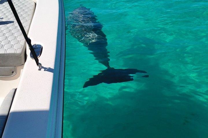 Exciting Private Dolphin Excursion to Shell Island 90 Minutes