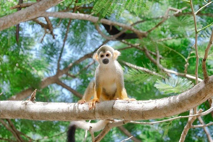 Punta Cana Horseback Riding Tour To Monkeyland & Macao Beach