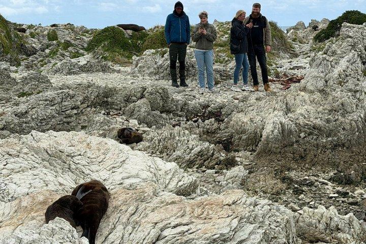Kaikoura Private Whale Watching Day Trip from Christchurch