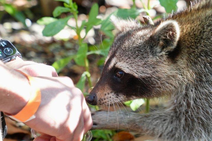 Raccoon Island Miami Boat Tour with Wildlife & Swimming