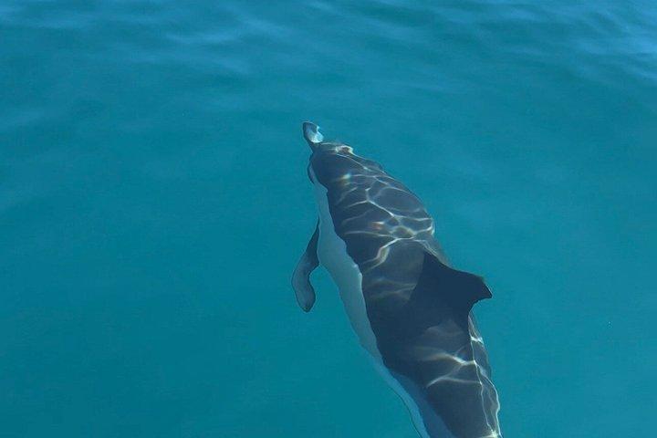 Benalmadena Catamaran : Dolphins, Tapas and Sea Baths 2hrs. 30min.
