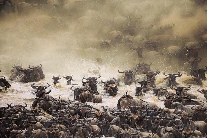 Spectacular Serengeti Migration Safari