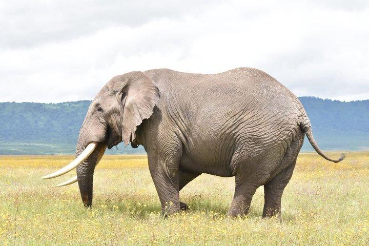7-Day Luxury All-Inclusive Tanzania Great Migration Safari