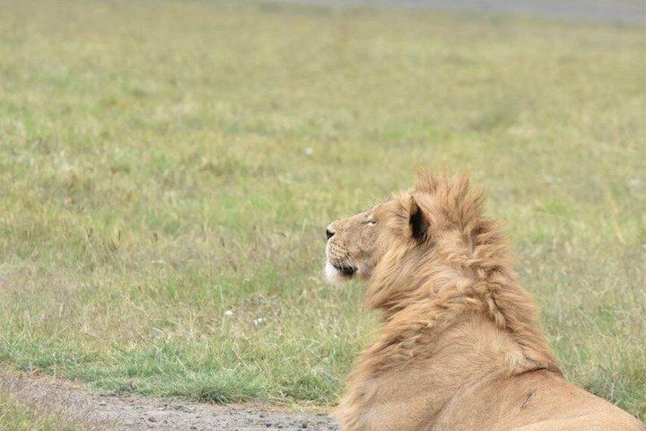 7-Day Luxury All-Inclusive Tanzania Great Migration Safari
