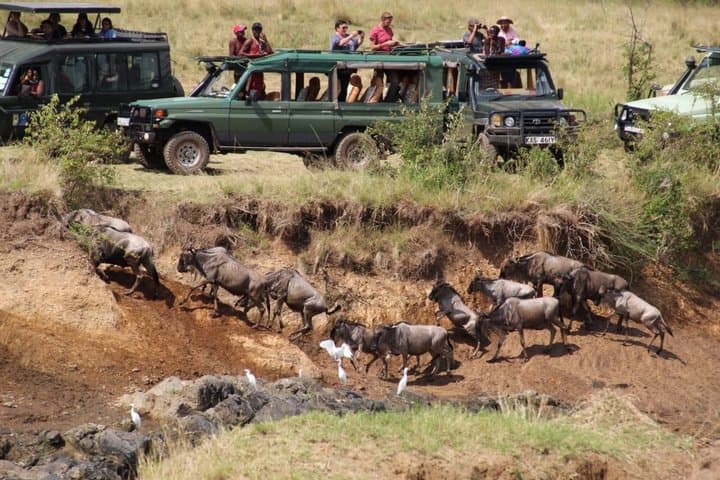 Masai Mara Four Day Shared Tour Safari Experience