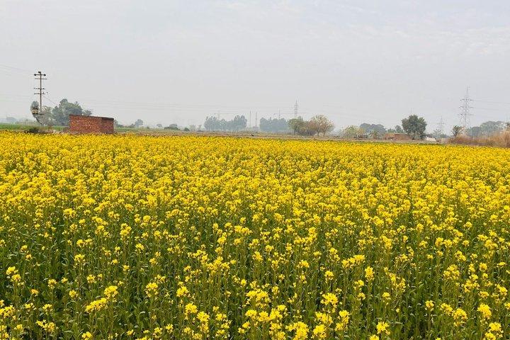 Amritsar Village Tour with Farm Traditional Attire and Local Meal