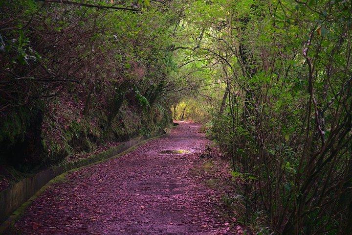 Madeira Private Levada Tour - Laurisilva Forest & Balcões Views