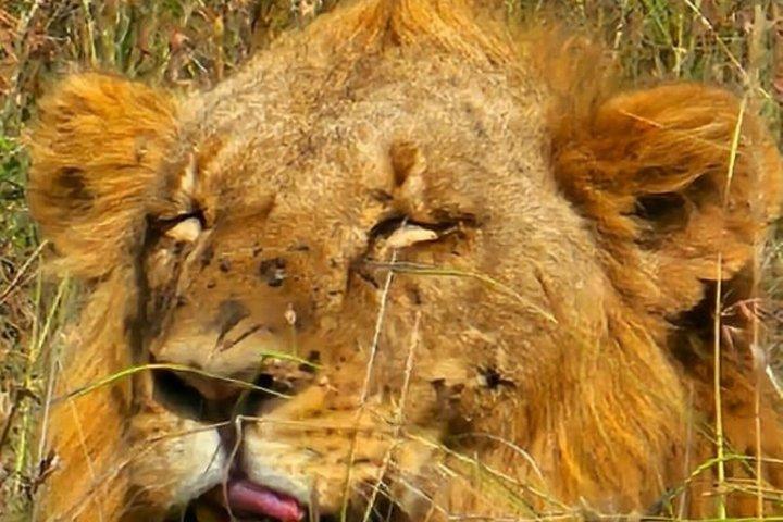 Day tour to Ol Pejeta Wildlife Conservancy from Nairobi