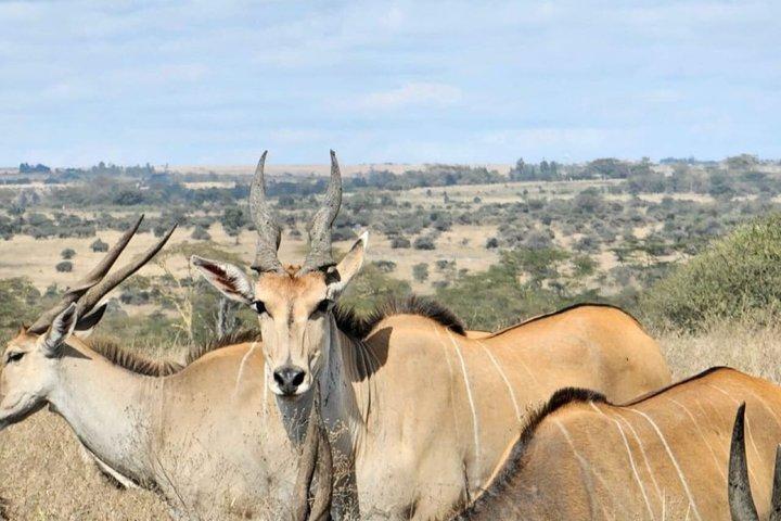 Day tour to Ol Pejeta Wildlife Conservancy from Nairobi