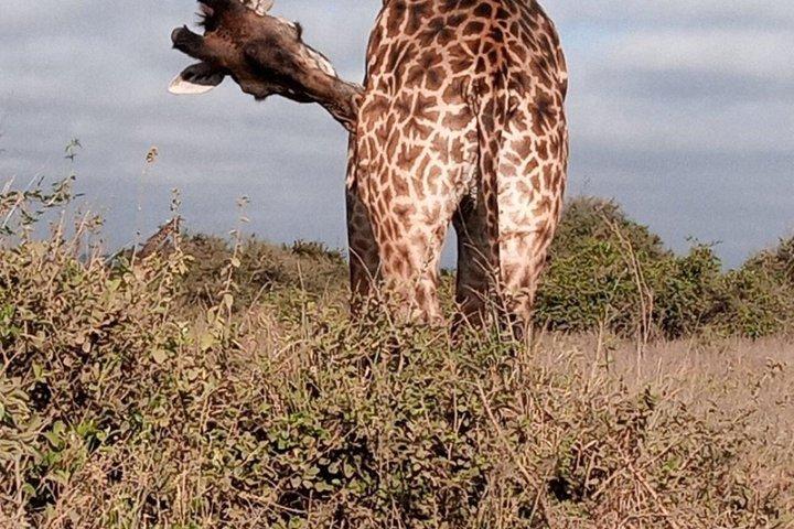 Day tour to Ol Pejeta Wildlife Conservancy from Nairobi