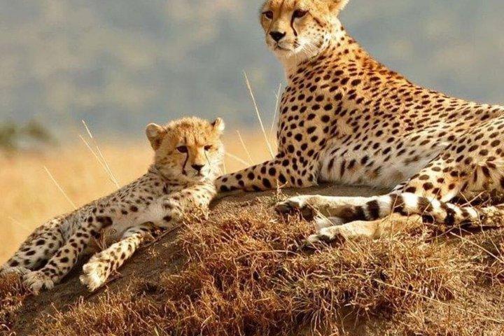 Day tour to Ol Pejeta Wildlife Conservancy from Nairobi