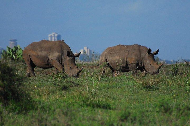 Nairobi National Park Guided tour