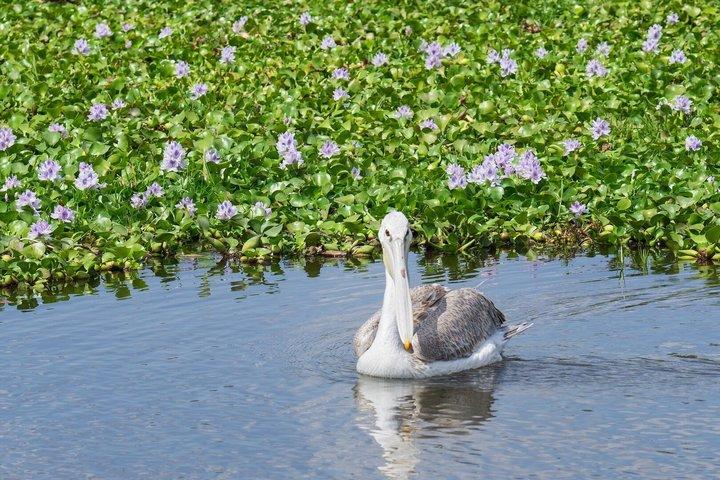 Lake Naivasha & Hell’s Gate National Park Day Tour from Nairobi
