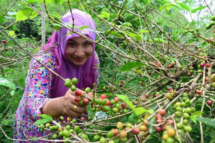 Fairview Coffee Farm Tour and MauMau cave Paradise Lost