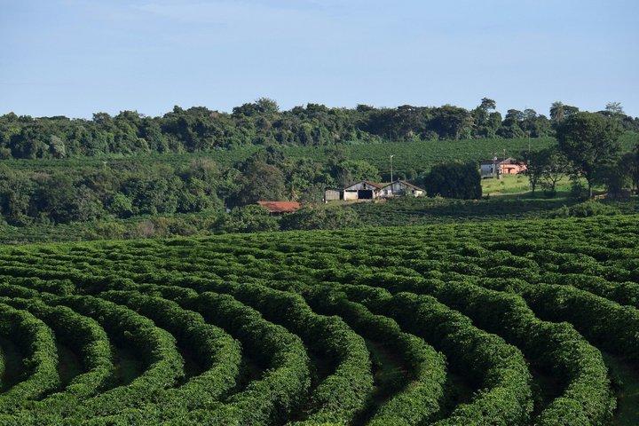 Fairview Coffee Farm Tour and MauMau cave Paradise Lost
