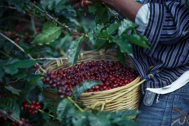 Fairview Coffee Farm Tour and MauMau cave Paradise Lost