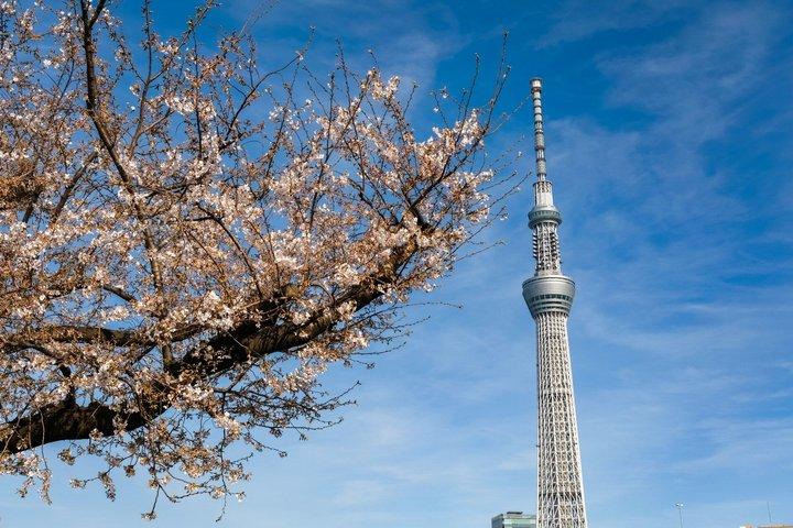 Tokyo Private Half Day Tour with Licensed Guide by Car