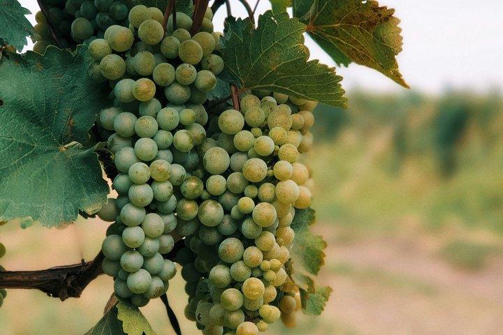 Kakheti Wine Private Tour from Tbilisi with Sighnaghi & Bodbe