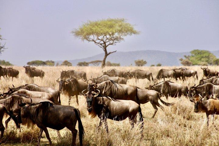 3 Day Tanzania Big Five Joining Group Safari