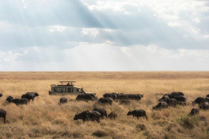 2 Days Tanzania Joining Group Safari to Tarangire and Ngorongoro