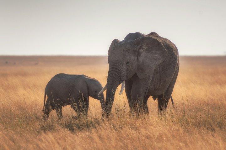 2 Days Tanzania Joining Group Safari to Tarangire and Ngorongoro