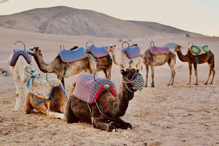 Agafay Desert Dinner with Camel Ride from Marrakech Sunset Tour