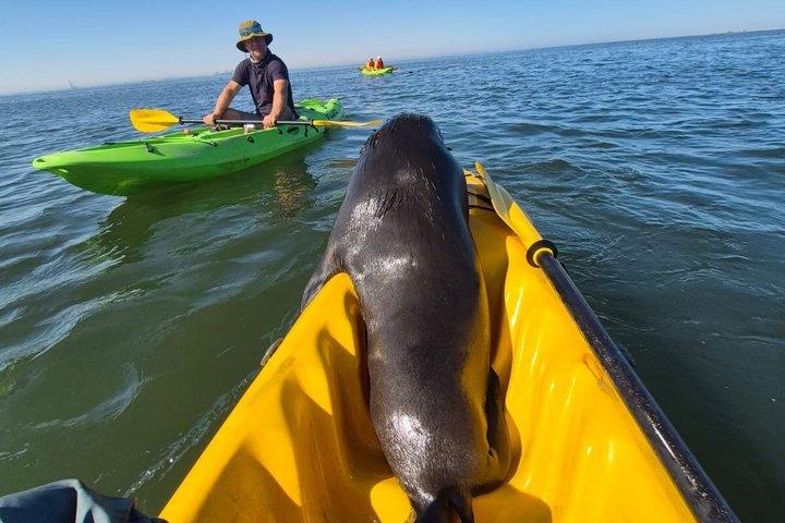 Seal Kayaking & Sandwich Harbour Tour