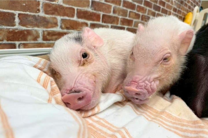 30-Minute Osaka Micro Pig Interaction Experience at Buta Goya