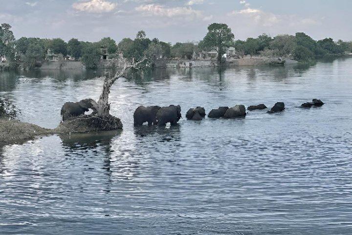 3 Hour Chobe River Sunset Cruise from Victoria Falls