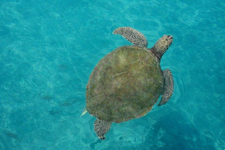 Wild Turtles & Shipwreck Snorkeling Cruise Experience In Barbados
