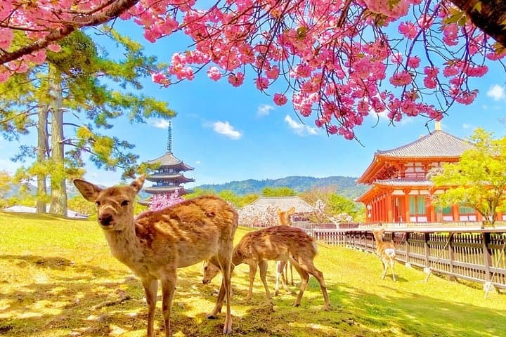 Nara and Uji Day Trip with Deer Park from Osaka