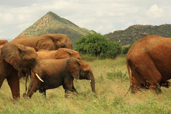 3 Days Safari Adventure to Samburu National Reserve