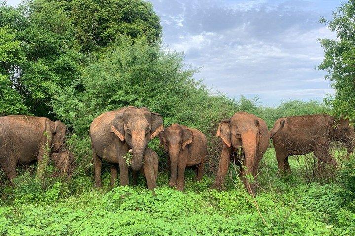 Private Tour from Ella to Hiriketiya with Udawalawe Safari