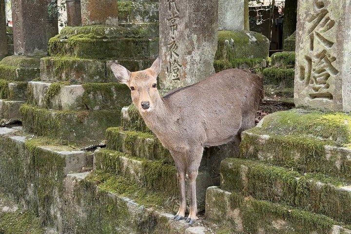 Nara Private Car Tour from Kyoto
