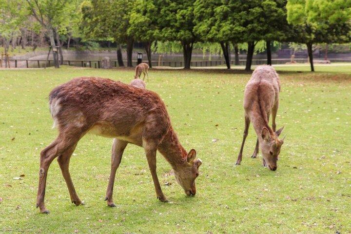 Nara Private Car Tour from Kyoto