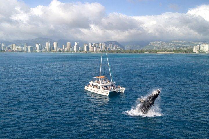 2 Hour Waikiki Whale Watching Cruise from Oahu