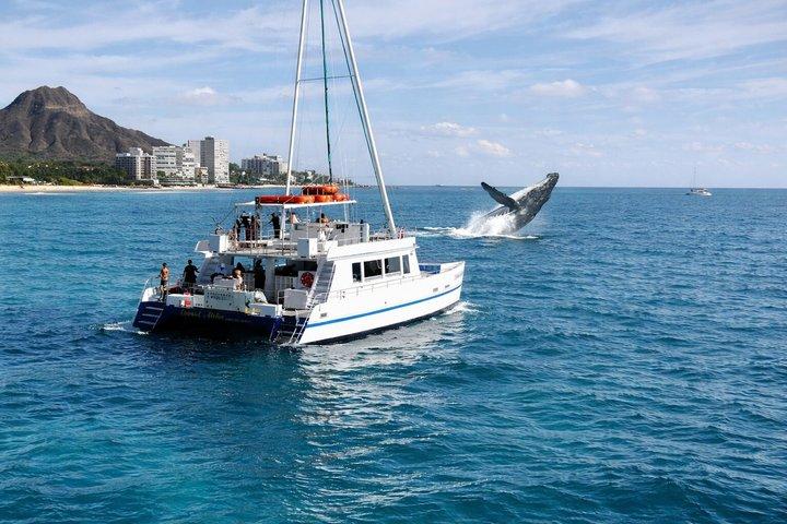 2 Hour Waikiki Whale Watching Cruise from Oahu